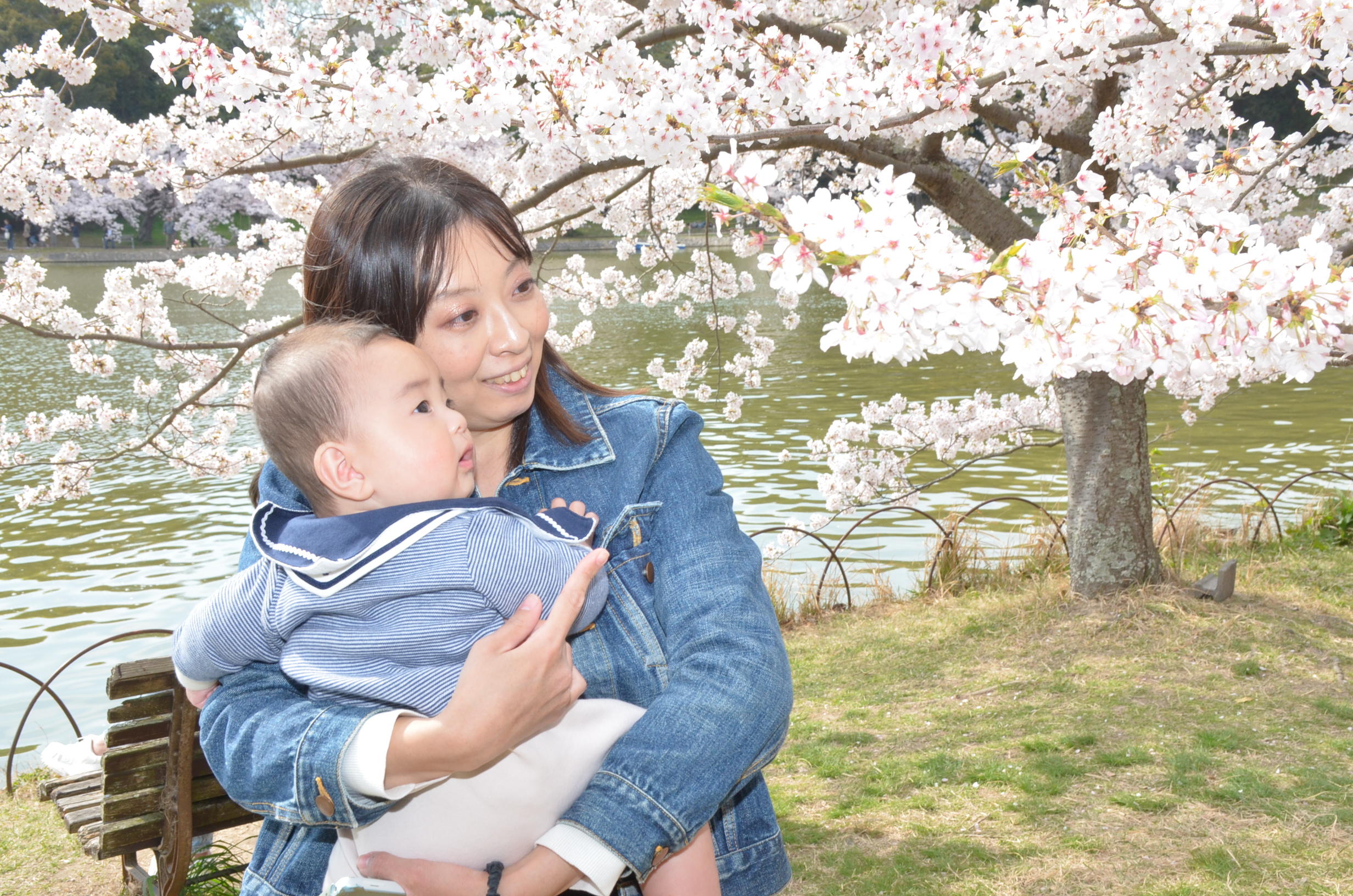 明石公園　花見