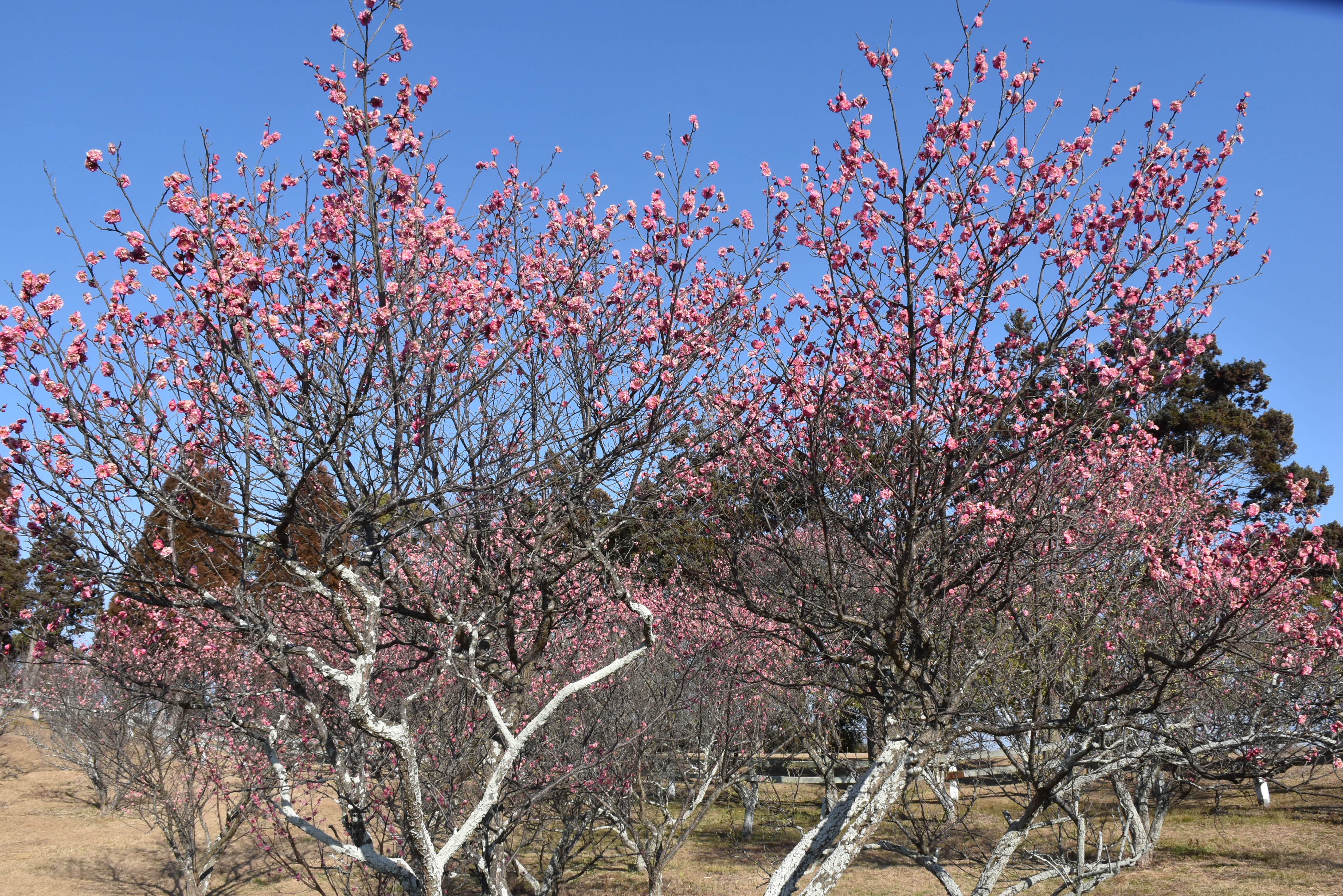 石ケ谷公園梅１