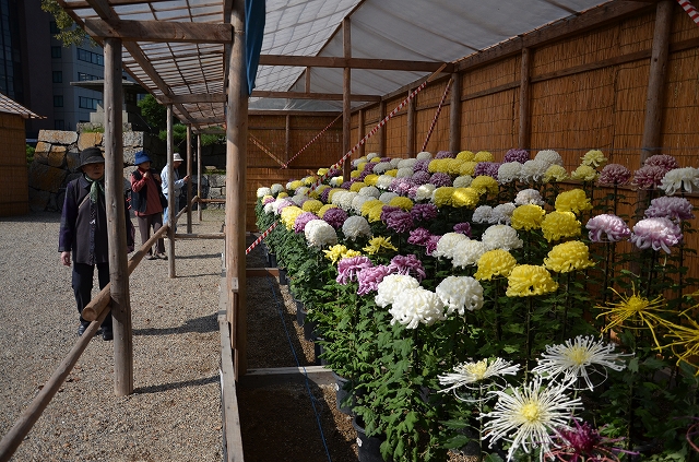 明石公園菊花展