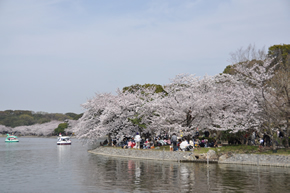 明石公園の桜