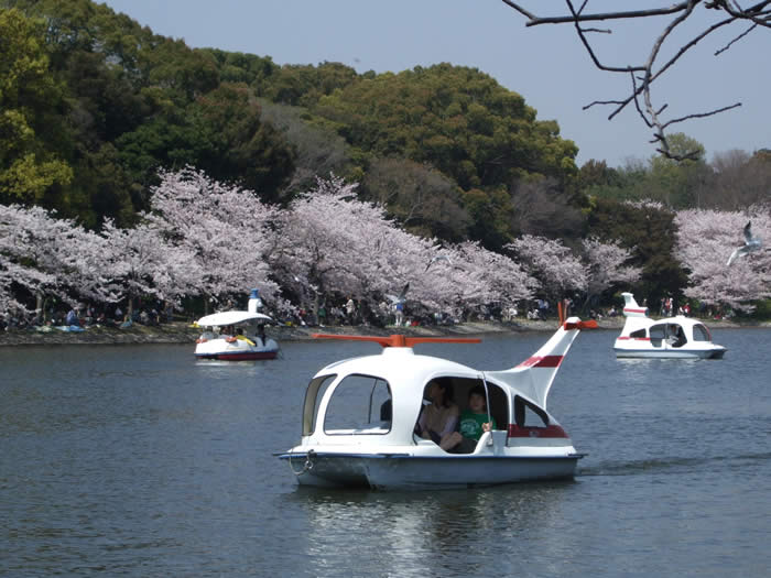 明石公園の桜(剛の池1）