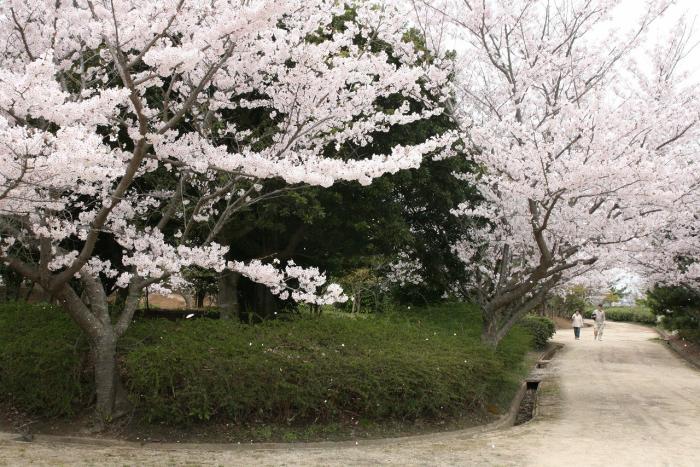 海浜公園桜11