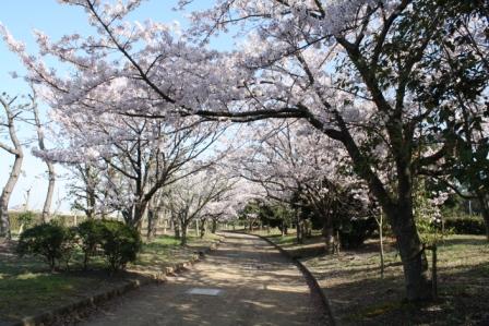 海浜公園の桜