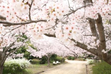 海浜公園の桜3