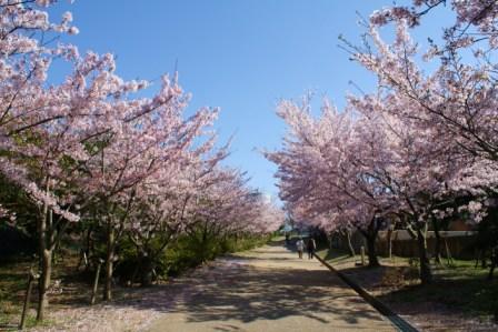 金ケ崎の桜